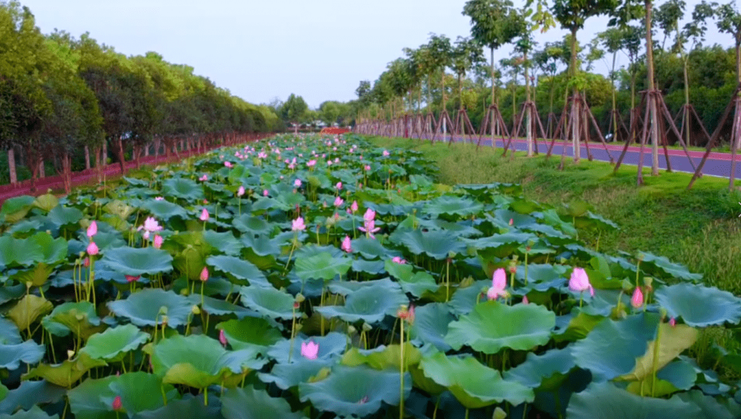 牛角大圩春游季邂逅美好四月天