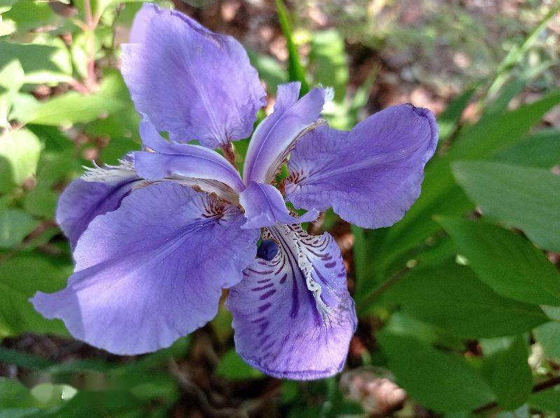 鹧鸪天无遮鸢尾花容颜