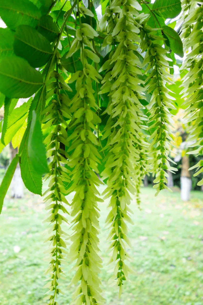 美到让你挪不动步如同绿色的藤萝风杨上的串串翅果图@向实小草吐新绿