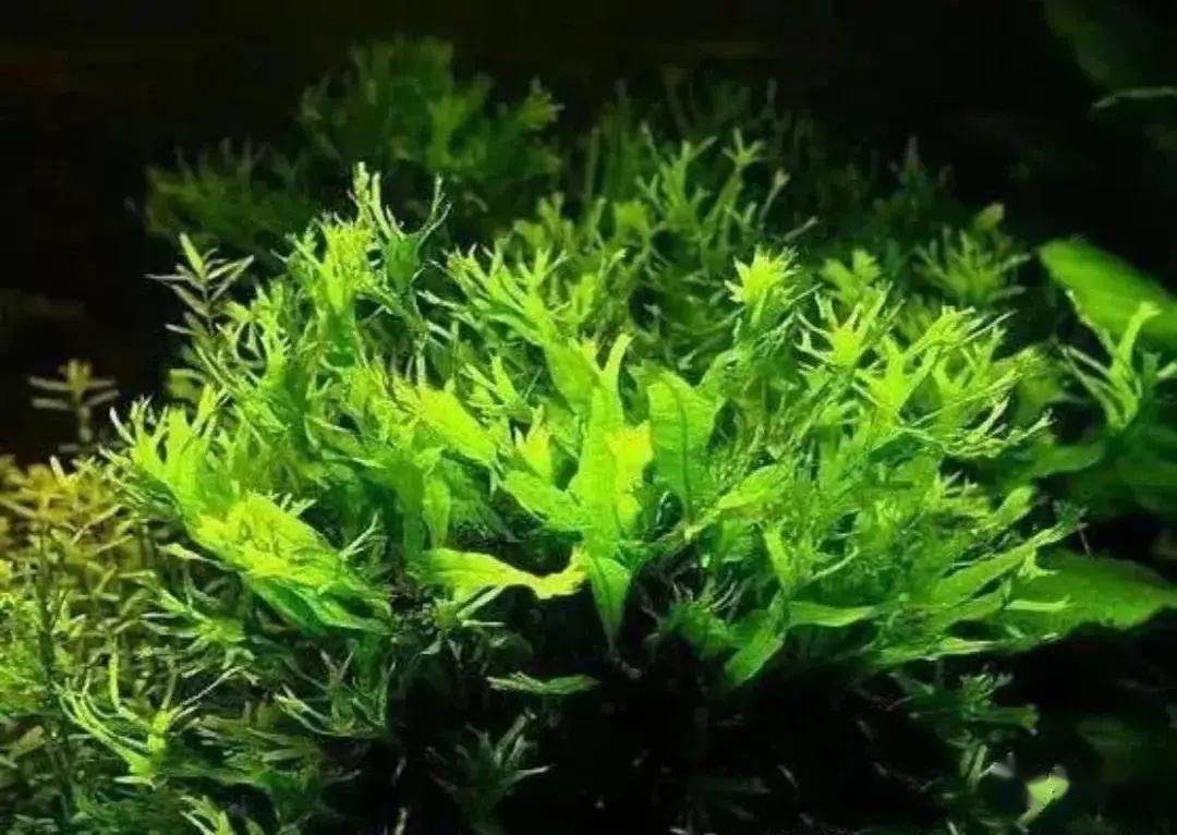 26种不需要co2的水草看了少走点弯路