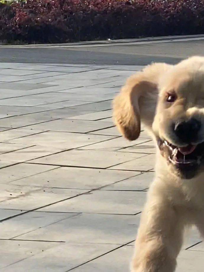 歪瓜裂枣的狗狗 5740923b88844966a43c13c1ed6c8772.jpeg