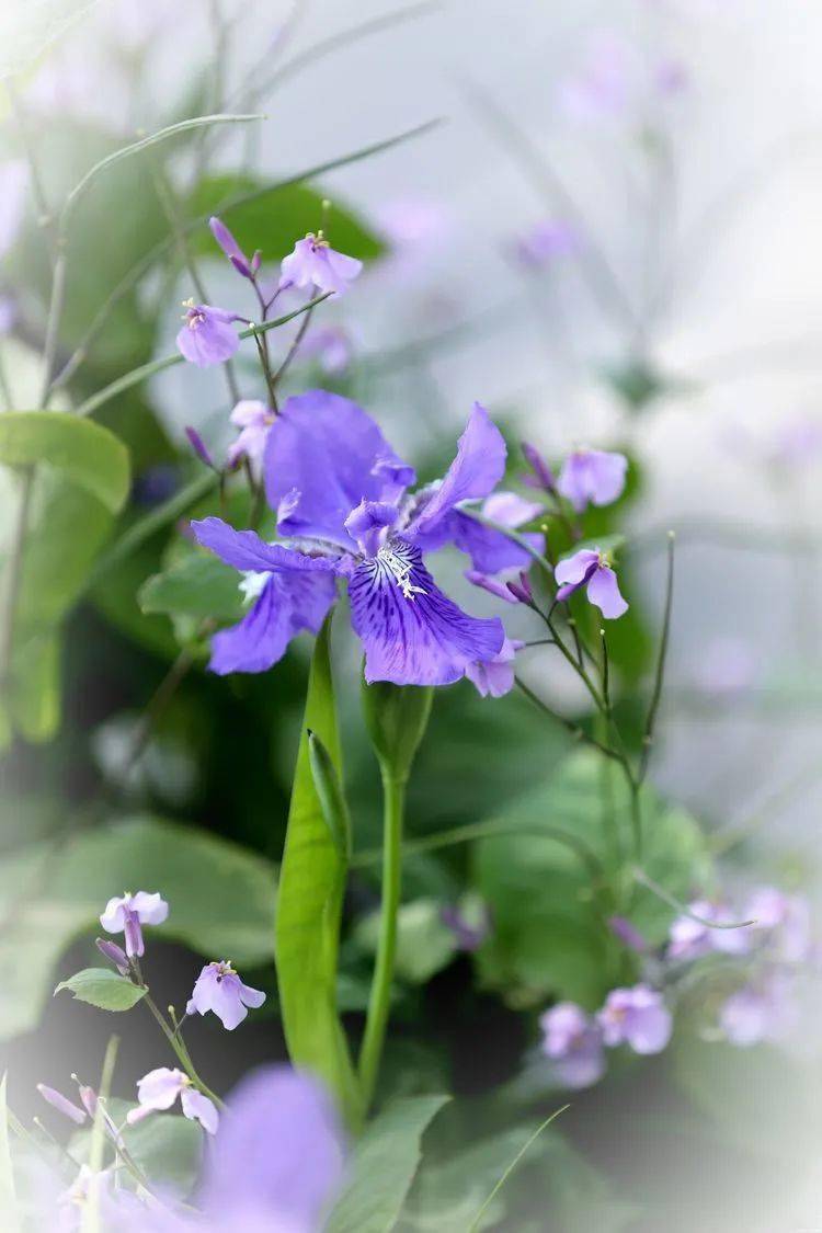 又叫蝴蝶花,樣子極像展翅的蝴蝶,又名:藍蝴蝶,紫蝴蝶.