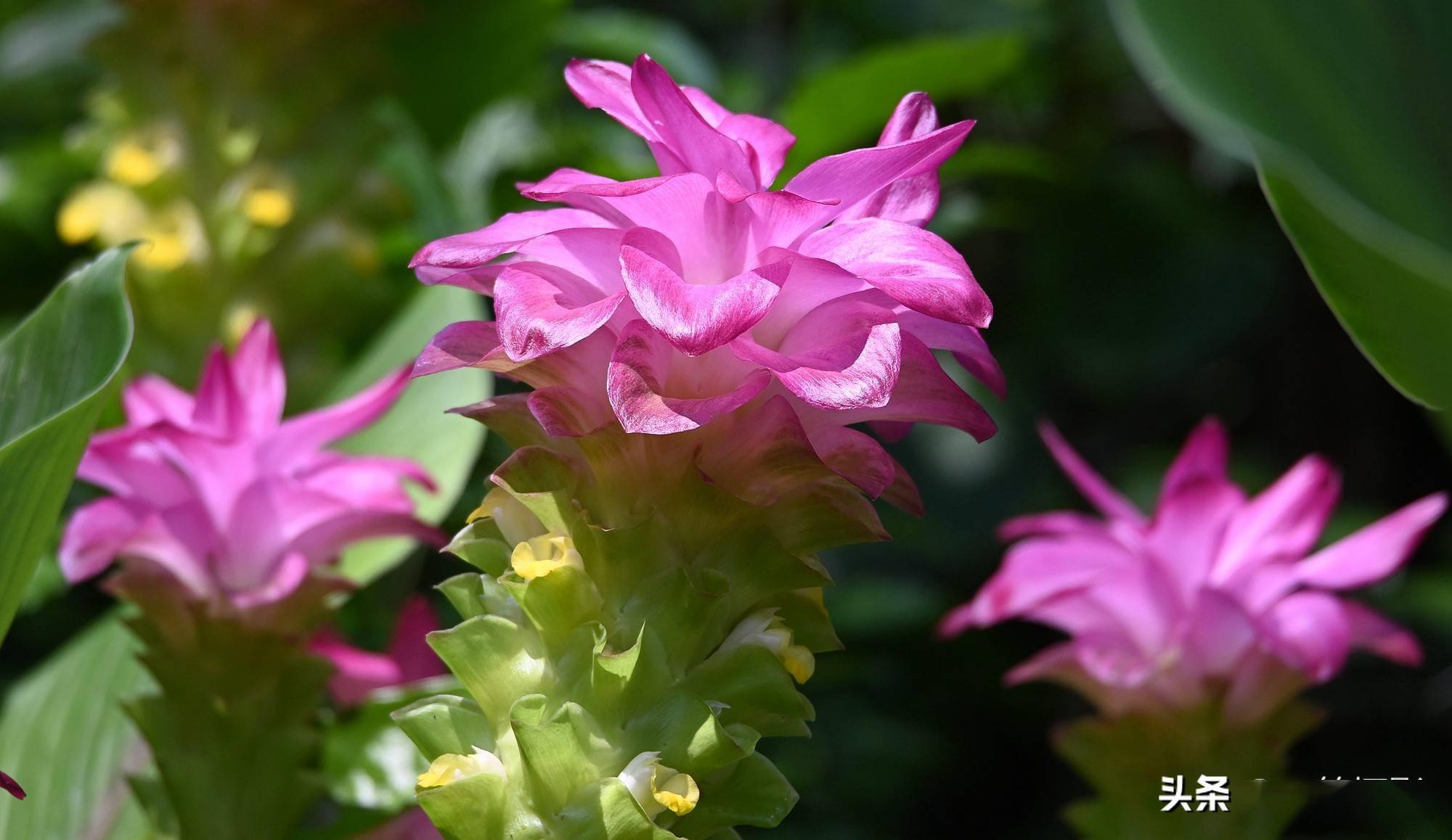 今年这莪术花开得特别清新秀丽