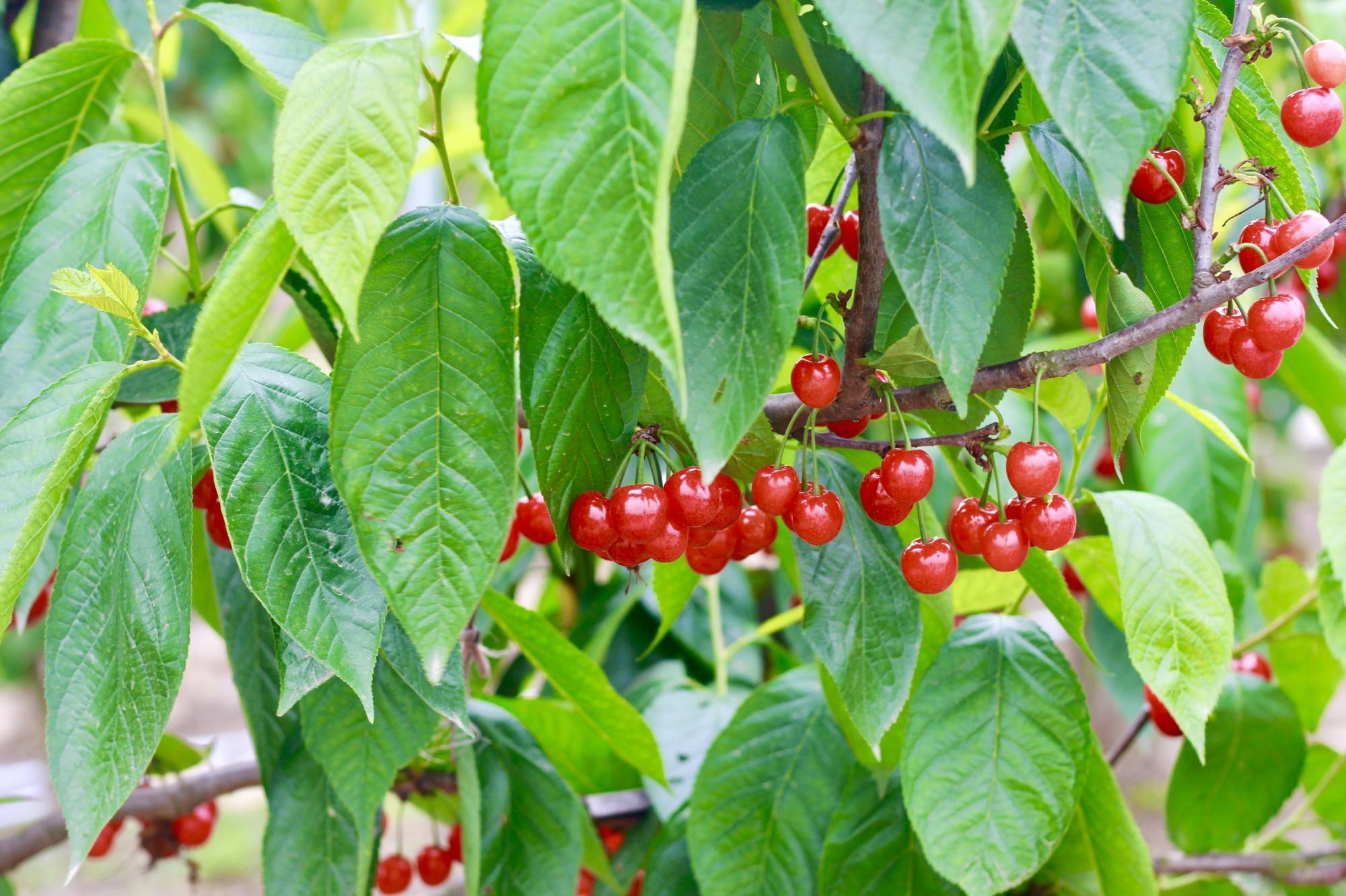 四川什邡瑪瑙紅櫻桃熟了