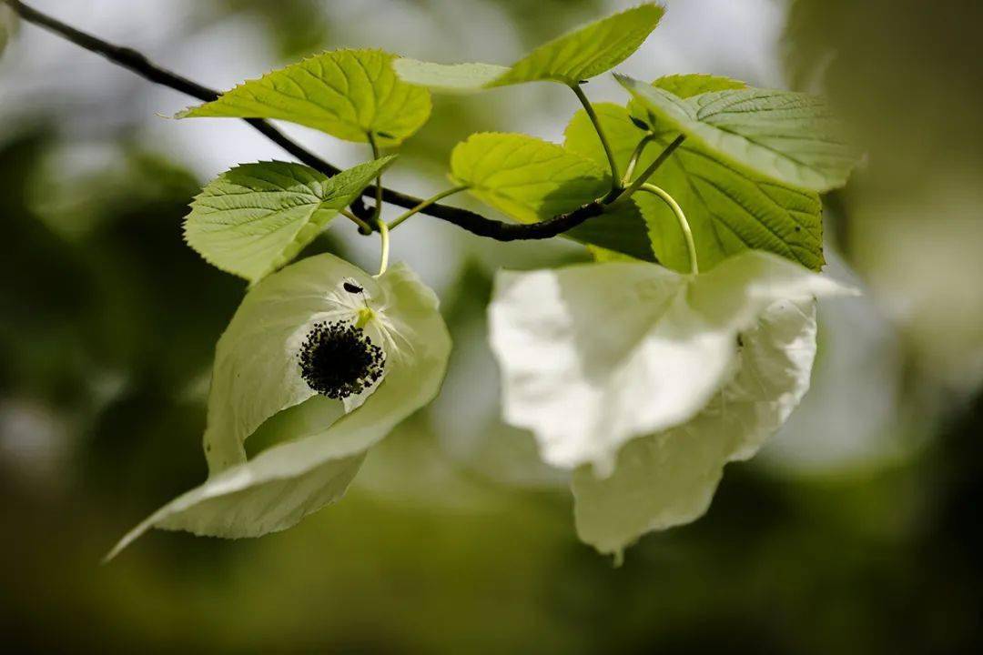 白鴿展翅珙桐花開4月來樂山這些地方賞國寶級奇花