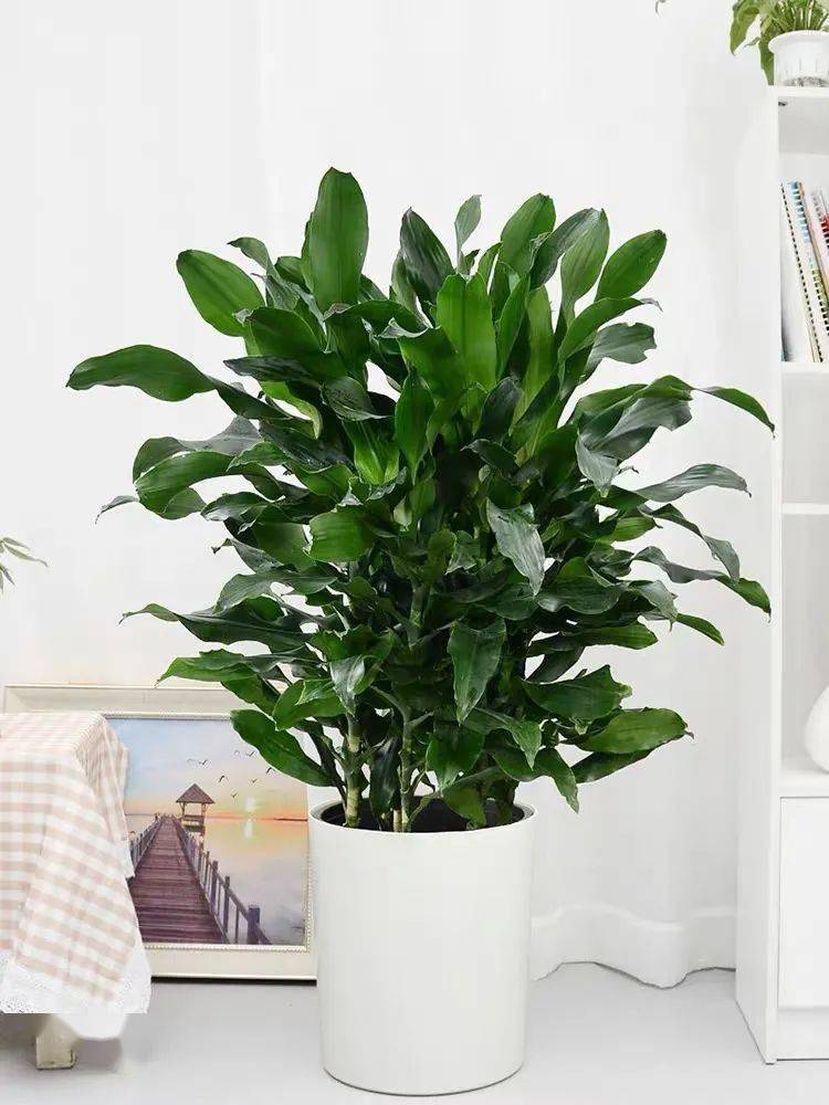 一种大绿植耐阴又好养春天养几盆叶大姿美清雅又大气