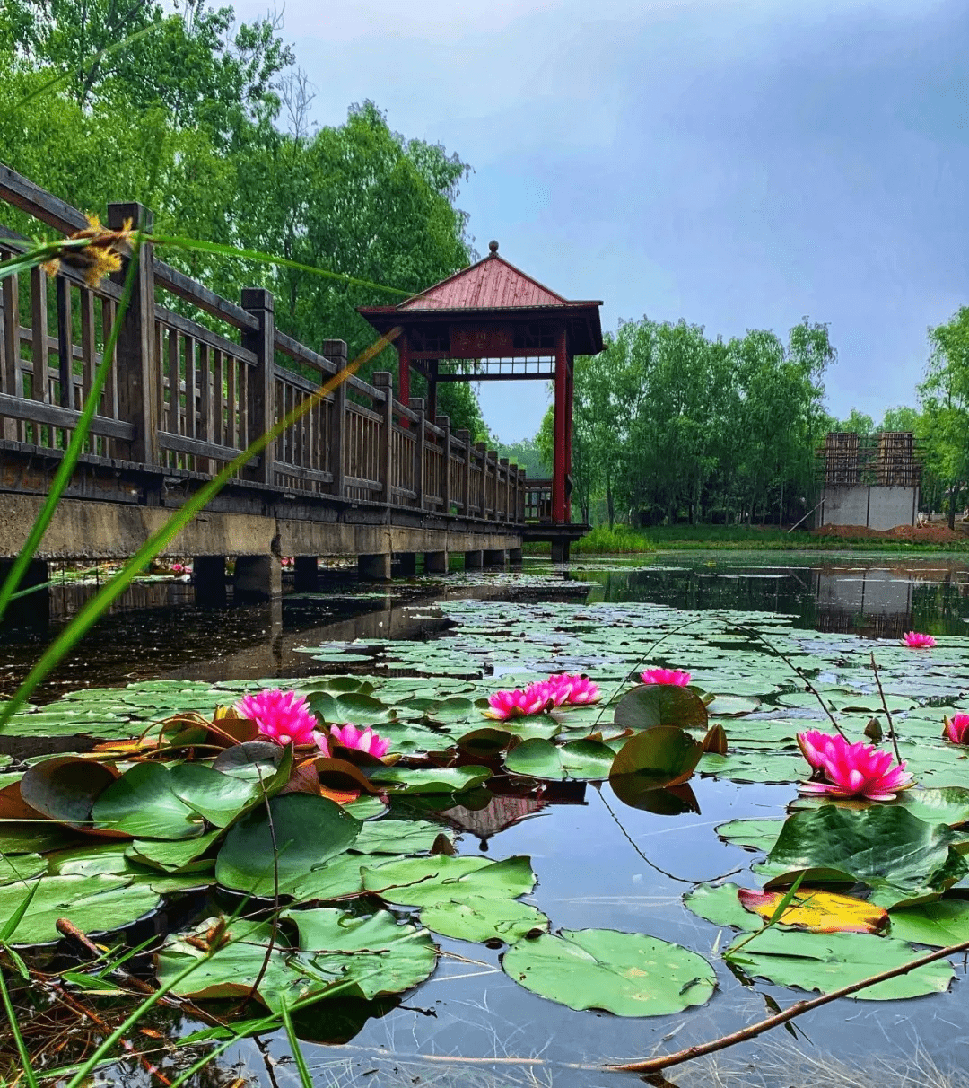 【滕州微山湖红荷湿地】睡莲花开,微山湖畔最靓"花"景盛大启幕_水面