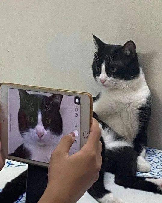 真人认证猫手图片