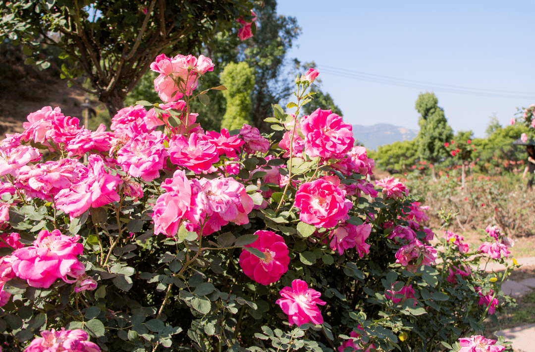 西昌处处透着清新之美盛放在邛海湖畔的月季,蔷薇热烈而繁盛淡淡的