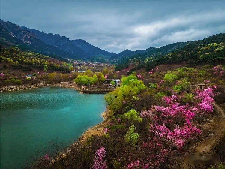 春上泰山桃花艳青峰耸翠溪水流
