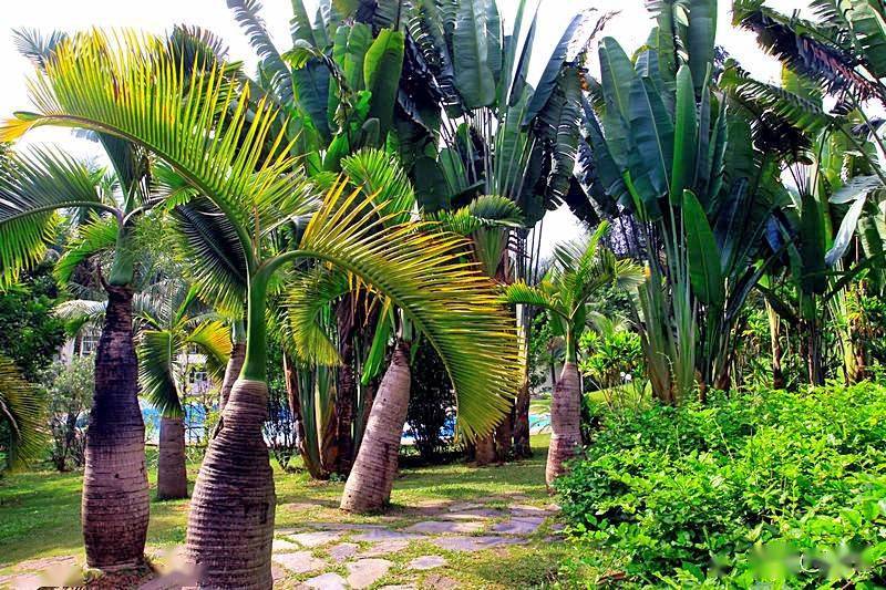 航拍西双版纳勐仑植物园——葫芦岛,罗梭江
