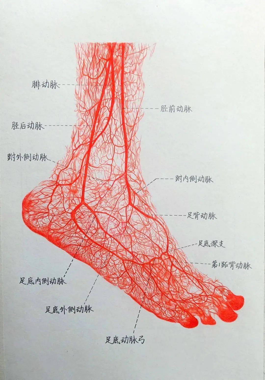 作品临摹自系统解剖学教材,为足背动脉及其分支铸型标本(前外侧面观)