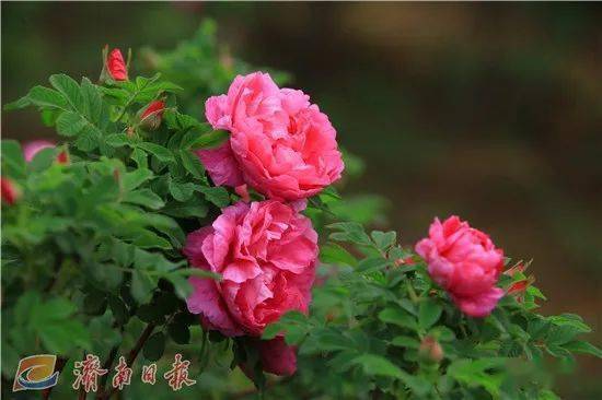 玫瑰正式增选为济南市花