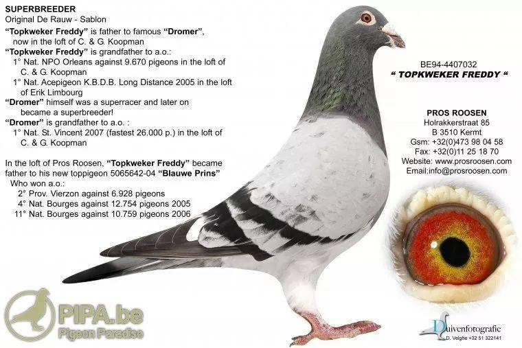 世界名鸽顶级种鸽福雷迪