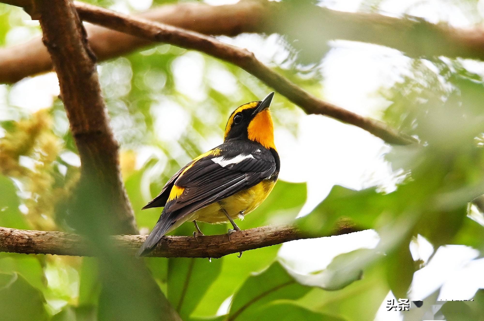 龙眼园里的黄眉姬鹟