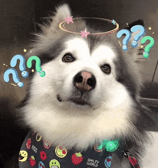 阿拉斯加就格外在意这个问题抖音网友@momo゛就是路人会害怕自己的狗