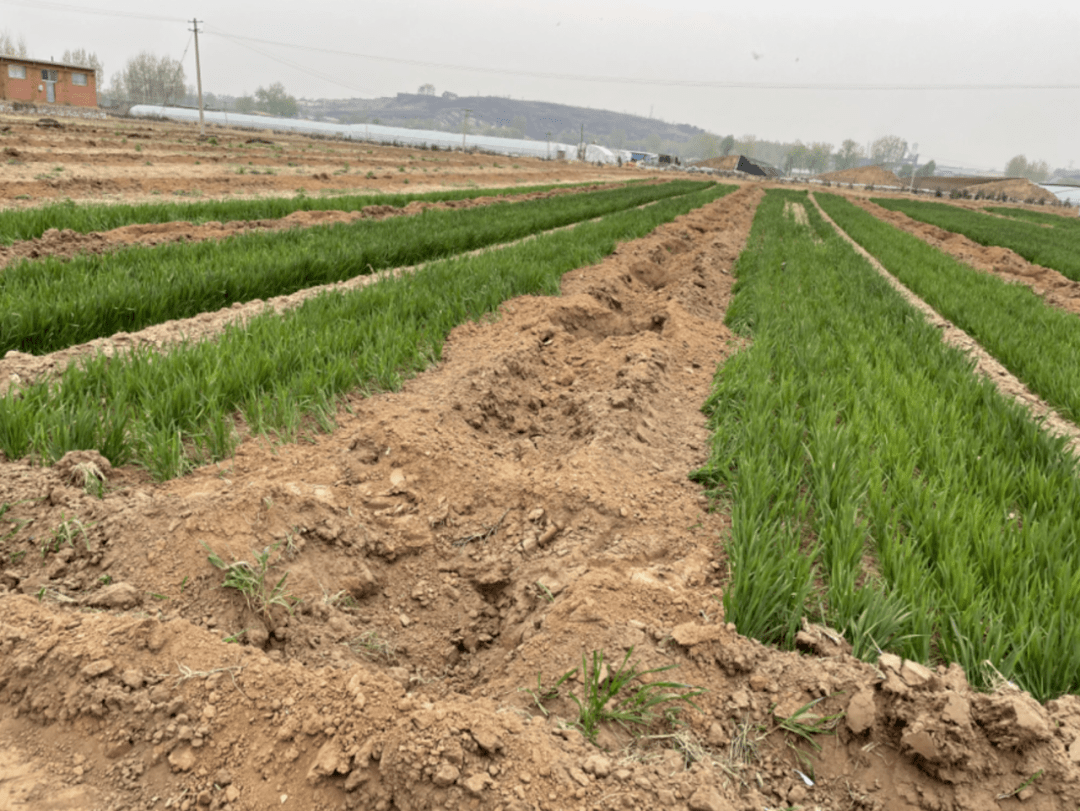 怎么种大麦苗 be0e9b3c191d493ea9fcd9e1d3b72233.png