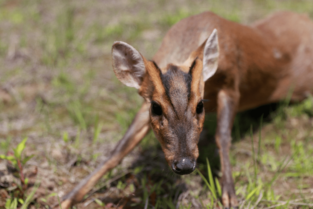 像羊像鹿又像狗小精灵误入人间近日放生归山