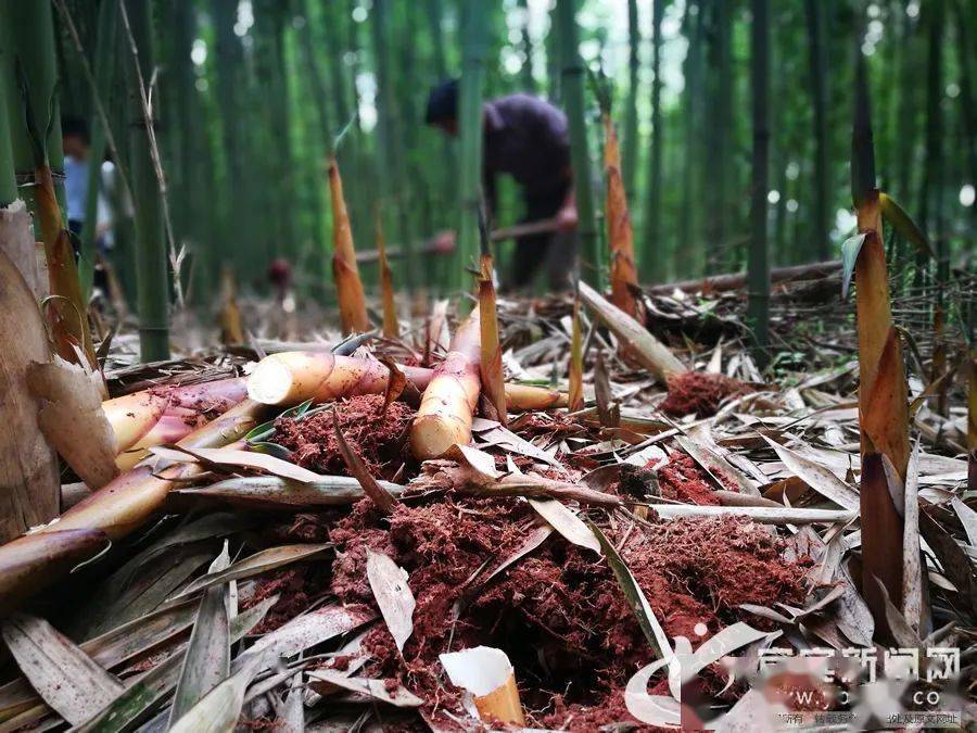 春笋怒发藏在宜宾竹林中的山珍美味