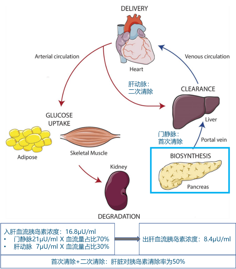 胰岛素分泌时相图片