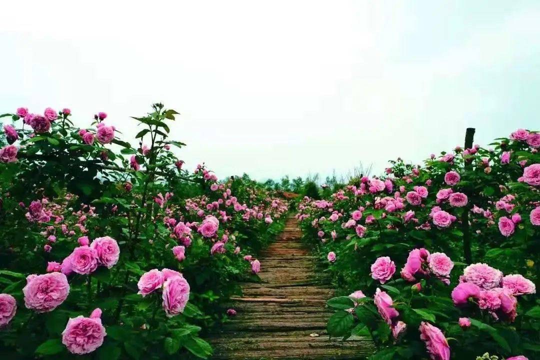 据说很多蓬溪人要去西充看玫瑰花海现场实拍图来袭门票无限送
