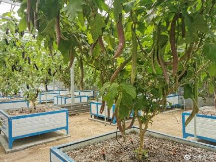技术|根际带电地瓜上天快来看看寿光蔬菜种植高科技吧