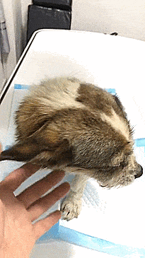 为了让600毛孩吃上饭义工沿街为孩子们乞讨"剩菜剩饭",拿回去洗一洗给