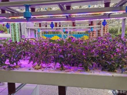 技术|根际带电地瓜上天快来看看寿光蔬菜种植高科技吧