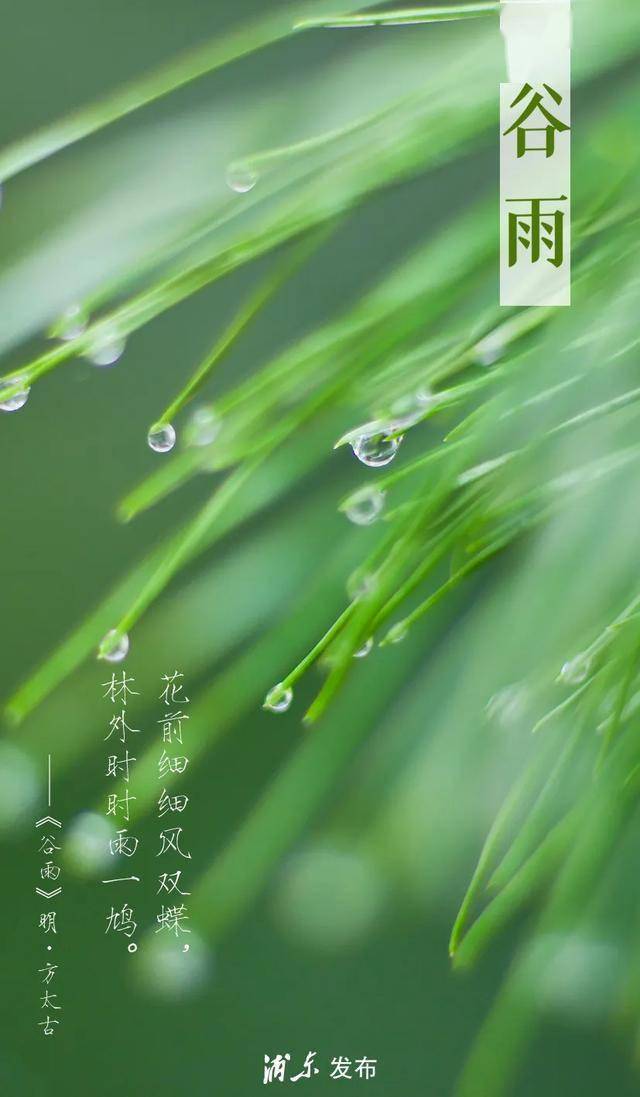 谷雨:雨生百谷暮春至,萍生鸠鸣夏将来