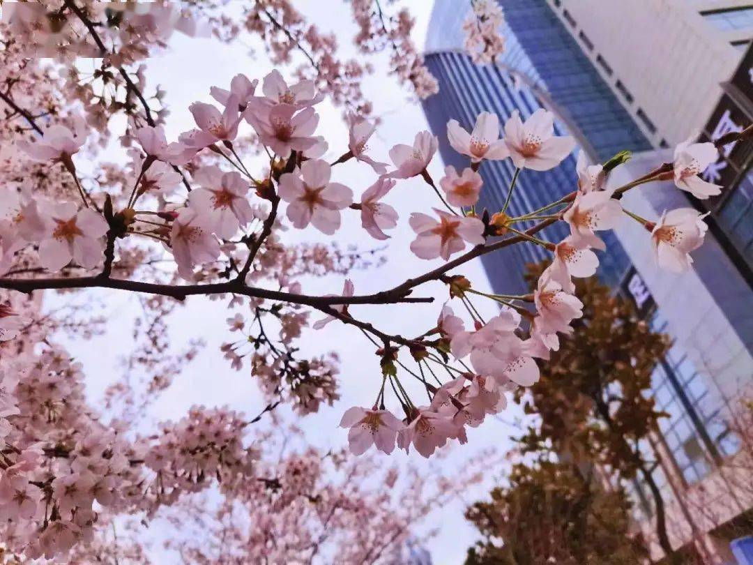 雨桐/摄花下尘王朝锋/摄共享在紫叶李的花下山东科技大学王怡/摄樱花