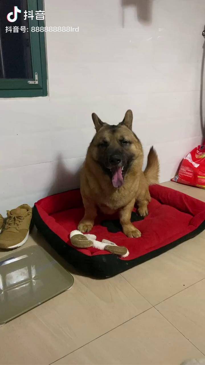 有啥了不起都不带正眼瞧我了040404柯基马犬家有萌宠