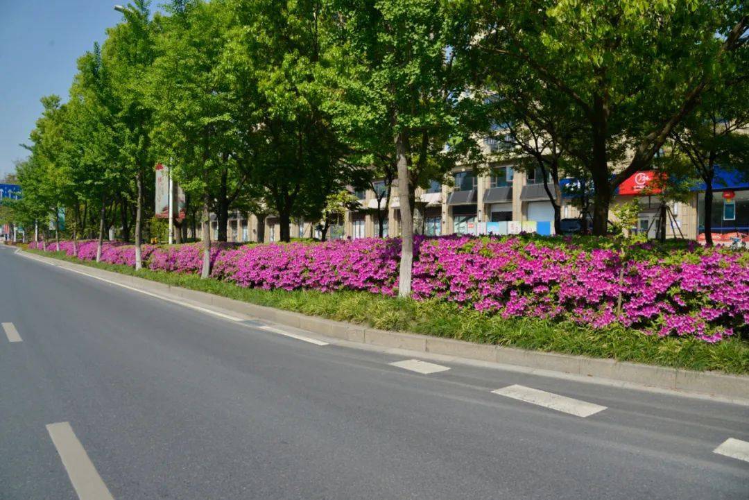 惊艳丹阳这里藏着一大片杜鹃花海