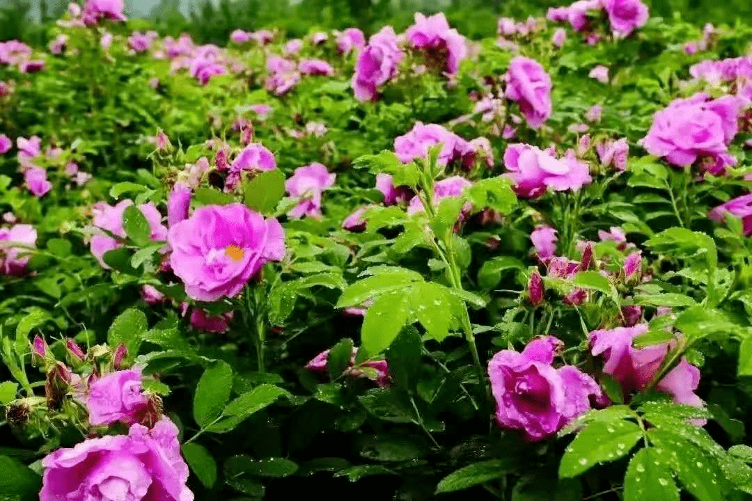 据说很多蓬溪人要去西充看玫瑰花海现场实拍图来袭门票无限送