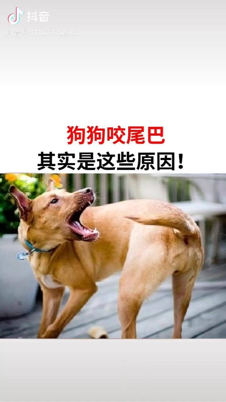 狗狗咬尾巴其实是这些原因狗馋不腻天然狗粮