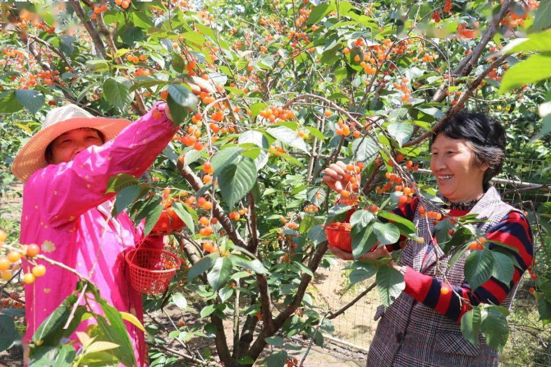 义乌樱桃采摘基地图片