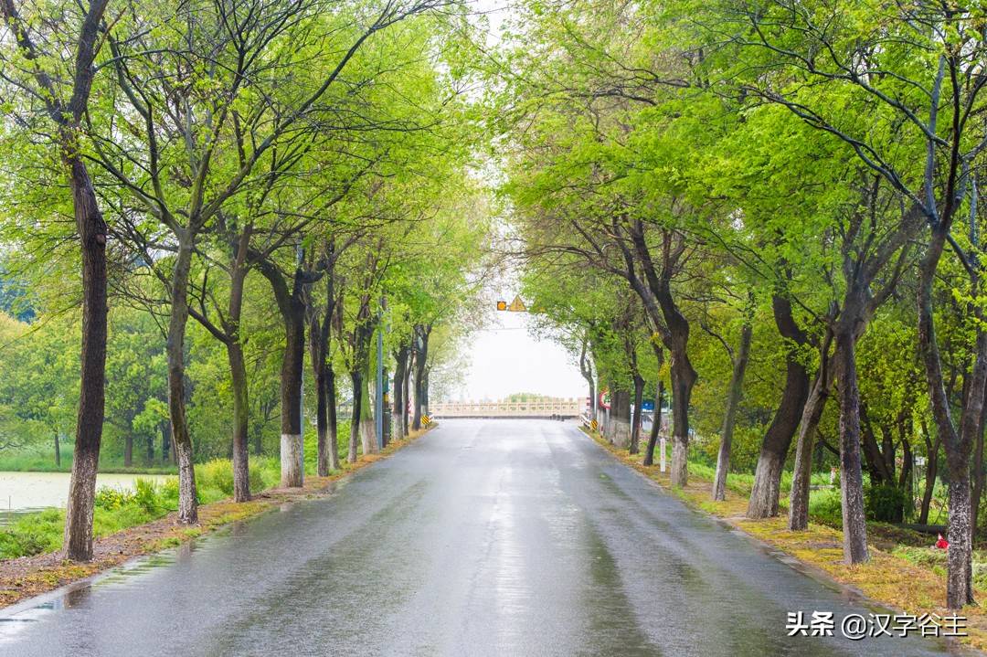 树荫 与 树阴 的用法 是谁出错了 老师 学生还是字典 本义