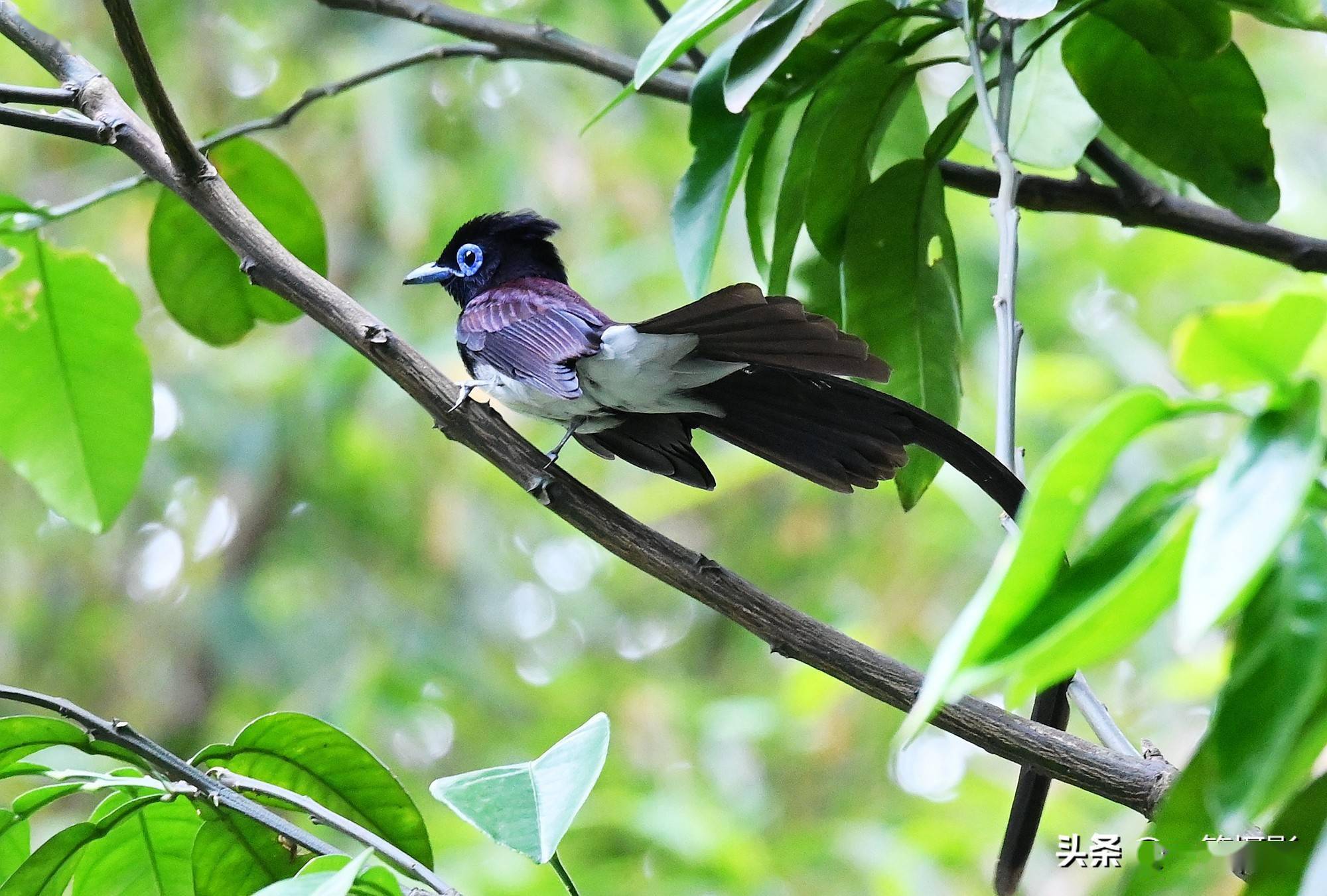 难得紫寿带鸟现身华南农大校园