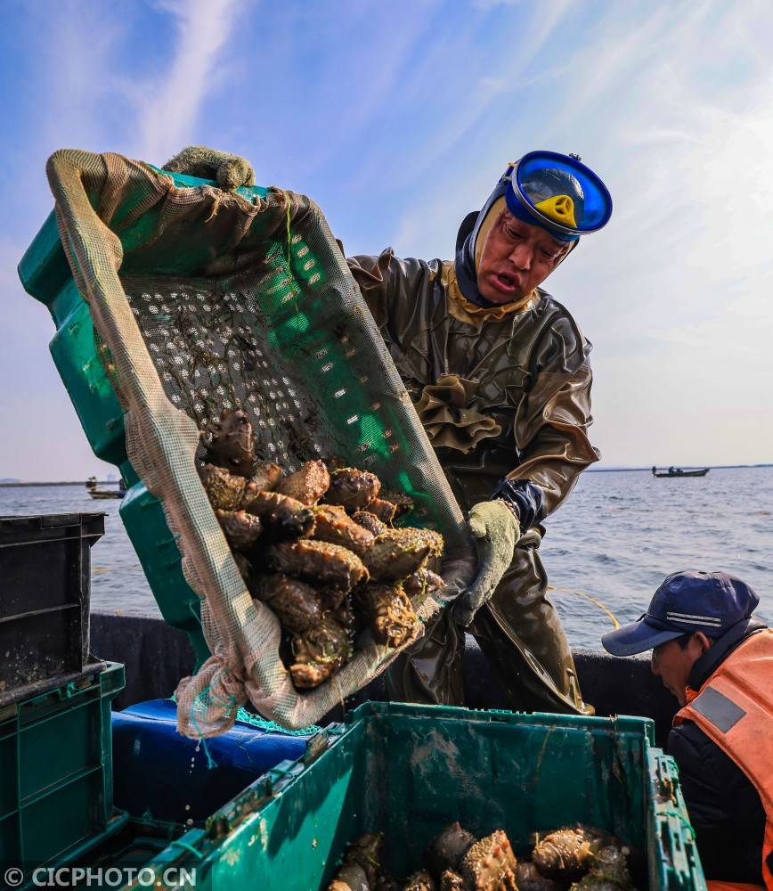 山东荣成:海参捕捞正当时