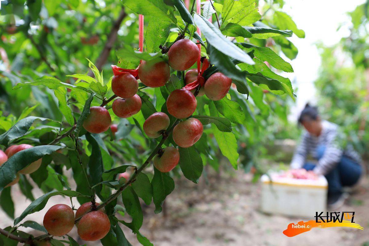 高清组图|河北内丘:大棚油蟠桃抢"鲜"上市啦_官庄镇