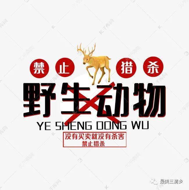 保护野生动物,你应该这样做!