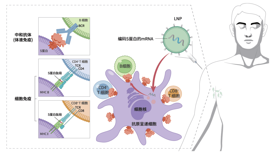如何使用抗原 958412bd161f432397bd94ab8399c702.png