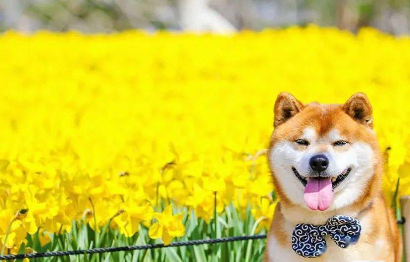 柴犬与花的合照太治愈了