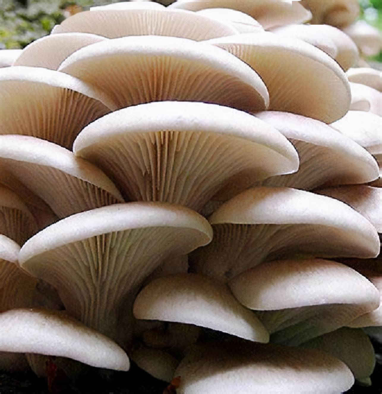 常见的食用蘑菇 常吃图片