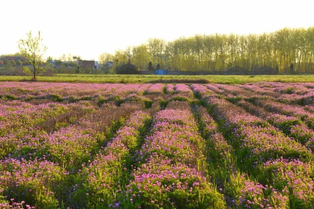 这片紫云英花海,为你盛开幸福的春天
