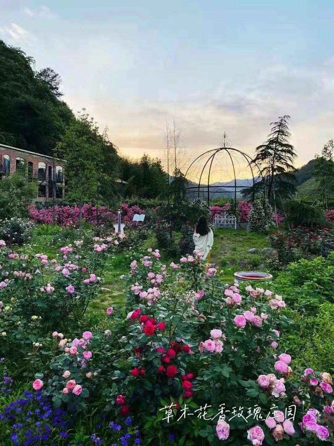 草木花香玫瑰花园节开幕赴一场春天的玫瑰盛宴