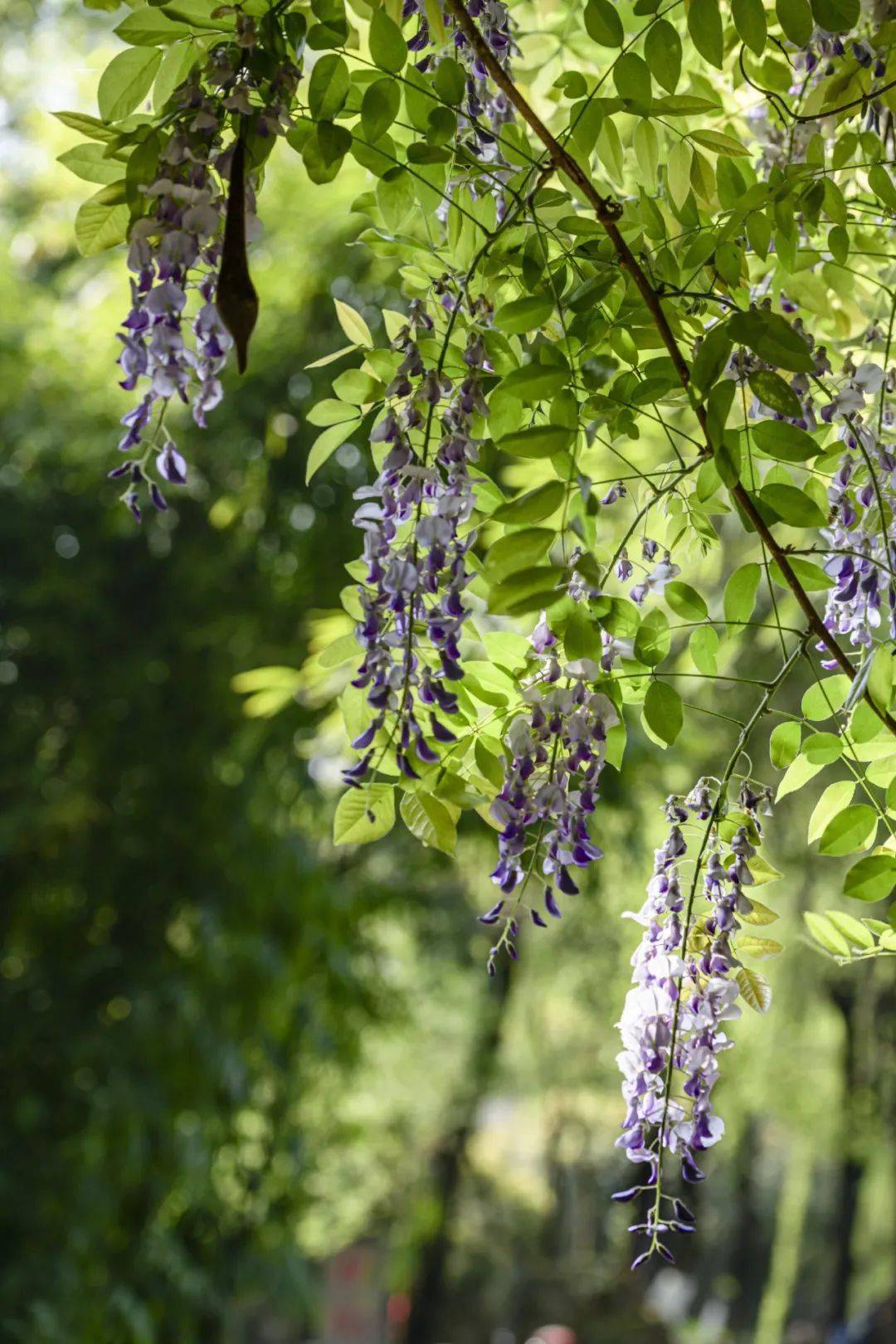 我国现存的百年紫藤,背后都有段紫色烟云般的故事