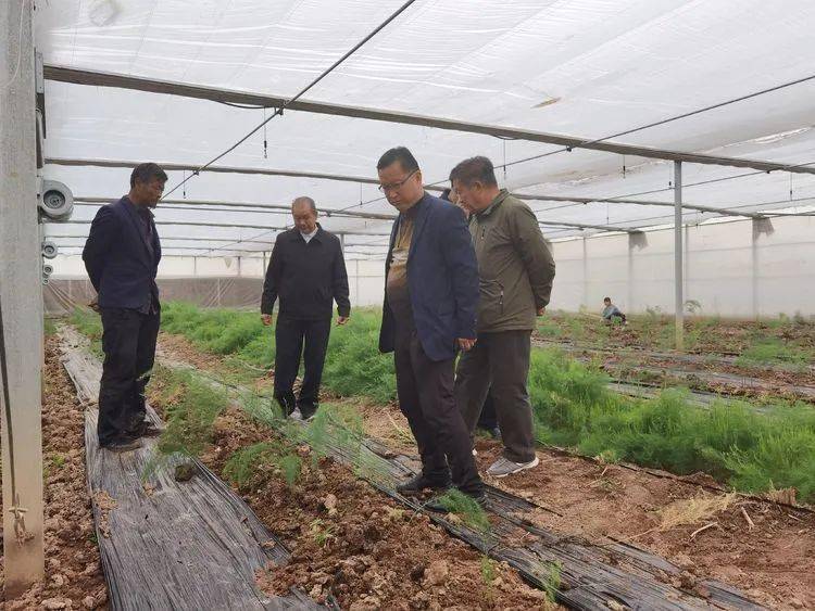 吃下定心丸种出致富笋永寿县常宁镇召开芦笋栽植及推广培训会