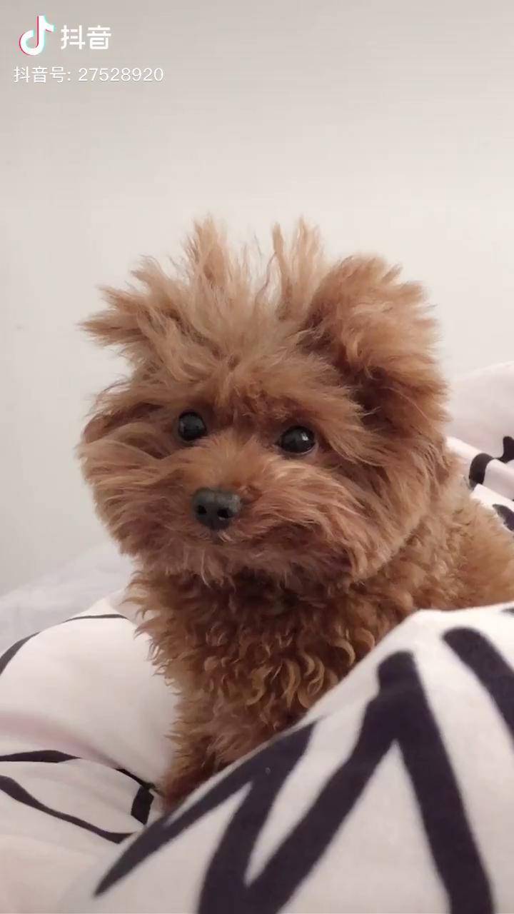 这已经不是当时我养的那个眉清目秀的狗了笑容助力