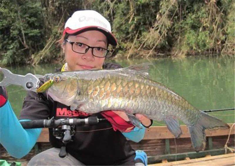 一次钓一桶,难怪泛滥不起来光倒刺鲃的种类比较多,蓝吉罗,红吉罗,金