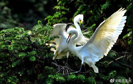 象山森林公园:林海中的"鹭鸟王国"_候鸟